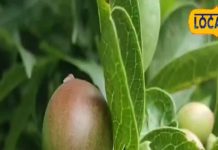 साल में मात्र 3 महीने मिलता है ये छोटा सा लाल फल, सेहत के लिए अमृत समान
