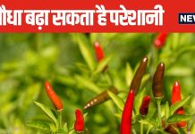 घर में लगा रखा है मिर्च का पौधा? जीवन को बुरी तरह कर सकता प्रभावित, जानें क्या कहता है वास्तु शास्त्र