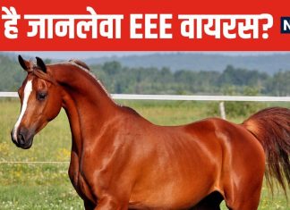 अमेरिका में घोड़ों से फैल रहा खतरनाक वायरस ! इंफेक्शन से कोमा में पहुंच सकते हैं लोग, मचा हड़कंप