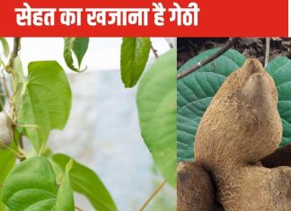 सेहत के लिए सॉलिड टॉनिक है यह उड़ता हुआ आलू, कई बीमारियों को चकनाचूर करने की शक्ति, ताकत का भंडार भी