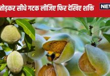 मॉनसून का वरदान है यह फल, कच्चा खाने से मिलेगी सुपर शक्ति, चट्टान की तरह मजबूत होगी हड्डियां और चेहरे पर आ जाएगा नूर