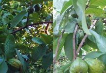 औषधीय गुणों का भंडार है ये पेड़, शुगर को करता है कंट्रोल, स्किन के लिए कारगर