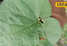 डेंगू, बुखार-जुकाम का काल है यह पौधा, एक इंच का टुकड़ा कर देगा आपको एकदम ‘तदरुस्त’-This-plant-cures-dengue-fever-and-cold-one-inch-piece-will-make-you-absolutely-fit