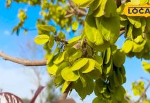 शरीर के लिए वरदान है चिलबिल, पत्ता-छाल और फल कई बीमारियों में रामबाण; जानें कैसे करें इस्तेमाल