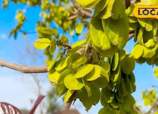 शरीर के लिए वरदान है चिलबिल, पत्ता-छाल और फल कई बीमारियों में रामबाण; जानें कैसे करें इस्तेमाल