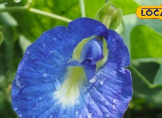 औषधि है नीले रंग का ये साधारण फूल…माइग्रेन-अस्थमा की अचूक दवा, वजन घटाने में भी कारगर