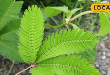 नाजुक सा ये पौधा है औषधीय गुणों की खान…दर्द और पाइल्स के इलाज में कारगर, ऐसे करें इस्तेमाल