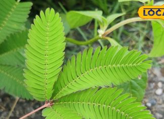 नाजुक सा ये पौधा है औषधीय गुणों की खान…दर्द और पाइल्स के इलाज में कारगर, ऐसे करें इस्तेमाल