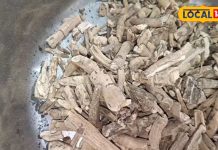 दर्जनों बीमारियों का काल है यह औषधि! दर्द-थकावट भी कर सकती है दूर, गिनते रह जाएंगे फायदे