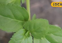 किडनी के लिए रामबाण दवा है ये साधारण घास…ऐसे करें प्रयोग दिखेंगे जवान