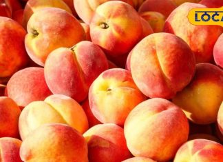 बरसात में शरीर को छू नहीं पाएंगी बीमारियां! खाना शुरू कर दें ये 5 पहाड़ी फल, मस्त चलेगी जिंदगी