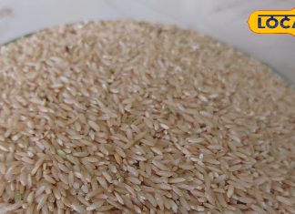 ₹350 किलो मिलता है ये अनोखा चावल, पहली बार हुआ तैयार, विदेश में भारी डिमांड