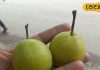 सिर्फ 2 महीने मिलता है ये फल, बरसात की बीमारियों के लिए काल, जानें लाभ
