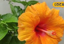 लाल फूल से बनी इस चाय का करें सेवन…पीरियड की दर्द से मिलेगी राहत, वजन कंट्रोल में भी कारगर