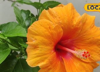 लाल फूल से बनी इस चाय का करें सेवन…पीरियड की दर्द से मिलेगी राहत, वजन कंट्रोल में भी कारगर