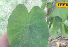 बेहद करामाती है ये हरा पत्ता, आयुर्वेद ने इसे माना वरदान, एनीमिया के इलाज में कारगर, आयरन का भंडार