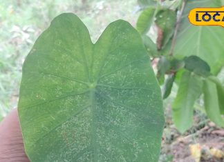 बेहद करामाती है ये हरा पत्ता, आयुर्वेद ने इसे माना वरदान, एनीमिया के इलाज में कारगर, आयरन का भंडार