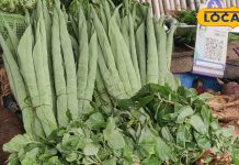 डेंगू के कारण कम हो गया है प्लेटलेट्स? डाइट में शामिल करें ये 6 जरूरी चीजें, तेजी से होगी रिकवरी