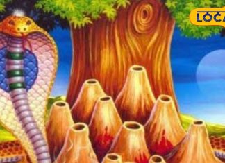 6 साल बाद नाग पंचमी पर 3 दुर्लभ संयोग…4 राशियों की चमकेगी किस्मत! अयोध्या के ज्योतिषी से जानें सब