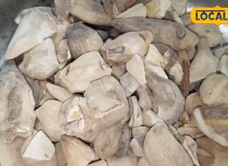 कमाल की है यह औषधि, घुटनों और जोड़ों के दर्द में वरदान, सूजन-घाव में भी कारगर, जानें उपयोग