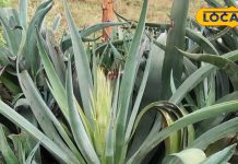 कब्ज, सिरदर्द, सूजन, औषधीय गुणों का गोदाम ये चमत्कारी पौधा, जानकार मानते लोहा