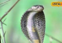 Is it right or wrong to put salt, pepper or suck blood on the snake bite site? First of all, what is the correct and authentic method of treatment, the expert explained