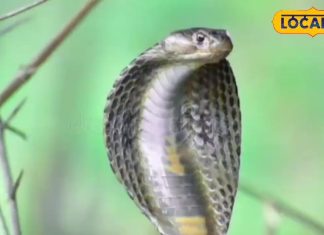 Is it right or wrong to put salt, pepper or suck blood on the snake bite site? First of all, what is the correct and authentic method of treatment, the expert explained