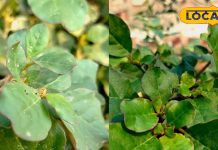 बरसात में उगने वाली ये घास है हर मर्ज की दवा! आंखों की रोशनी बढ़ाने में कारगर