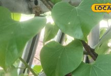 सौ मर्ज…दवा एक…इस पौधे का एक-एक पत्ता अमृत समान, खा लिया तो कभी नहीं होने देगा बीमार, कई बिमारियों का काल Just one leaf of this plant will never let you fall ill, know that it is a panacea for many diseases