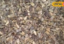 कई तरह की बीमारियों से लड़ने में सहायक है यह औषधि, ऐसे करें उपयोग मिलेगा फायदा