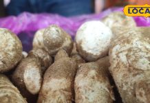 सिर्फ बरसात में उगती है ये देसी सब्जी…गजब का स्वाद, हड्डियों के लिए रामबाण