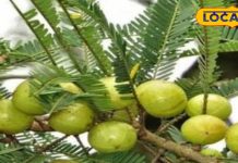 सफेद हो रहे है बाल, तो अपनाएं ये घरेलू नुस्खा, बाल झड़ना भी हो जाएंगे बंद