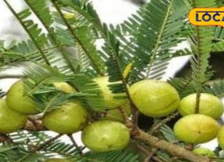 सफेद हो रहे है बाल, तो अपनाएं ये घरेलू नुस्खा, बाल झड़ना भी हो जाएंगे बंद