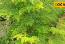 मूनगे की भाजी है यहां की फेवरेट डिश, स्वाद के साथ-साथ सेहत से भी है भरपूर-Moonga bhaji is the favorite dish here, it is full of taste as well as health