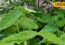 किसी औषधि से कम नहीं है अरबी के पत्ते…हाई BP की अचूक दवा! लेकिन इन 6 बातों का रखें ध्यान