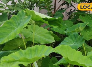 किसी औषधि से कम नहीं है अरबी के पत्ते…हाई BP की अचूक दवा! लेकिन इन 6 बातों का रखें ध्यान