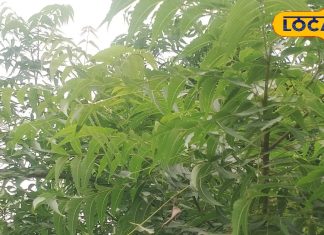 आप भी हैं शुगर के मरीज? तो इस पत्ते का करें सेवन, आयुर्वेद का है राजा