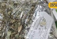 बॉडी को लोहे जैसा मजबूत बना देंगे ये हरे पत्ते, लीवर के लिए भी रामबाण; चेहरे पर लाएं गुलाबी रंगत This is adivasi favourite saag