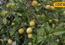 घर के बाहर भूलकर भी न लगाएं यह फलदार पौधा, वरना आ जाएगी आफत! हो जाएंगे परेशान