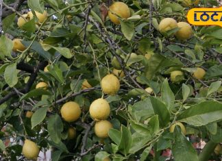 घर के बाहर भूलकर भी न लगाएं यह फलदार पौधा, वरना आ जाएगी आफत! हो जाएंगे परेशान