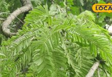 इस साधारण पेड़ के पत्ते, जड़, छाल, गोंद…सब औषधि, पेट और स्किन के लिए रामबाण! ऐसे करें इस्तेमाल