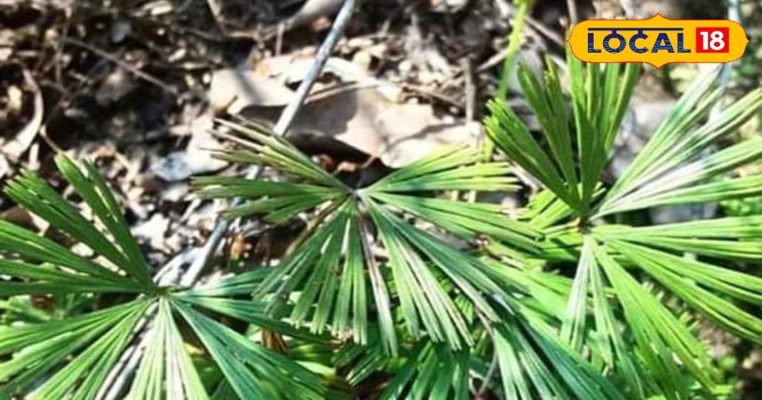 इन पत्तों को शोपीस न समझें… हड्डियों को बना देंगे फौलाद, सिर से लेकर पेट तक के कई रोगों में कारगर