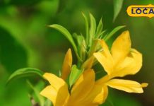 दांतों की बीमारी के लिए रामबाण है ये पौधा! जड़ से लेकर फूल तक में कूट कूट कर भरे हैं औषधीय गुण-Vajradanti plant has many medicinal properties besides treating dental diseases