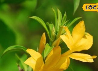 दांतों की बीमारी के लिए रामबाण है ये पौधा! जड़ से लेकर फूल तक में कूट कूट कर भरे हैं औषधीय गुण-Vajradanti plant has many medicinal properties besides treating dental diseases