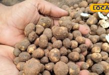 मटन से मंहगी है ये प्रतिबंधित जंगली सब्जी…डायबिटीज और हार्ट रोग में कारगर! कीमत जान चौंक जाएंगे आप