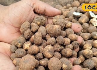 मटन से मंहगी है ये प्रतिबंधित जंगली सब्जी…डायबिटीज और हार्ट रोग में कारगर! कीमत जान चौंक जाएंगे आप