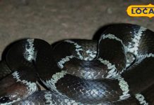 साइलेंट किलर है ये सांप! काटने के बाद दिखें ये 10 लक्षण तो तुरंत करें इलाज, नहीं तो…