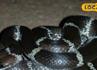 साइलेंट किलर है ये सांप! काटने के बाद दिखें ये 10 लक्षण तो तुरंत करें इलाज, नहीं तो…