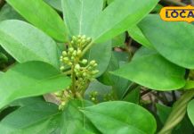 सफेद दाग और शुगर से मिलेगी राहत, बिहार में मिला ये दुर्लभ औषधीय पौधा, जानिए इसके रामबाण फायदे