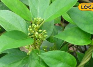 सफेद दाग और शुगर से मिलेगी राहत, बिहार में मिला ये दुर्लभ औषधीय पौधा, जानिए इसके रामबाण फायदे